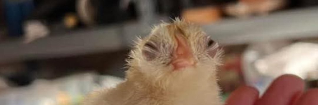 bird lord 1 and 2 banner