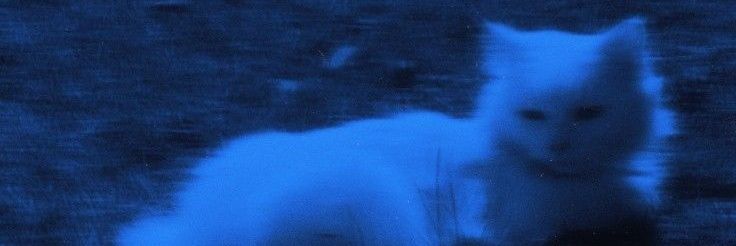 febbysilvia__'s profile banner image