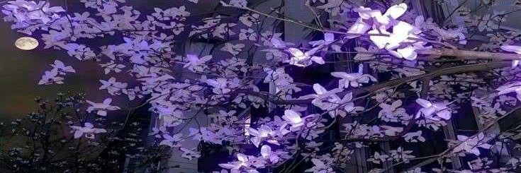 Kitty Cat Two Time of shedtwt!! banner