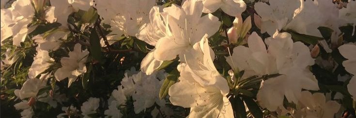 duaberry_'s profile banner image