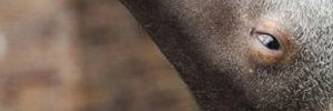 hsoj_cs's profile banner image
