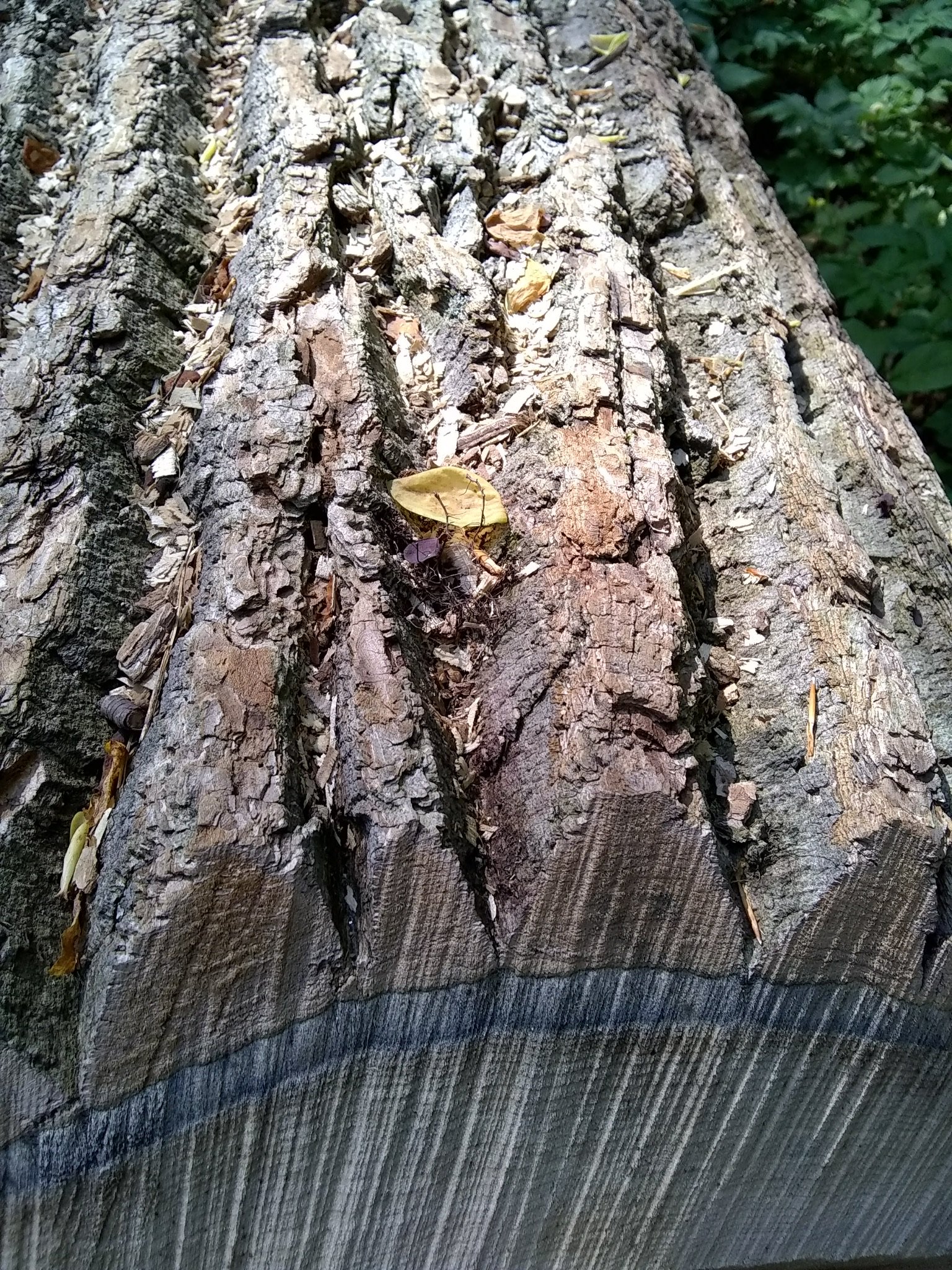 Christina Puntel banner