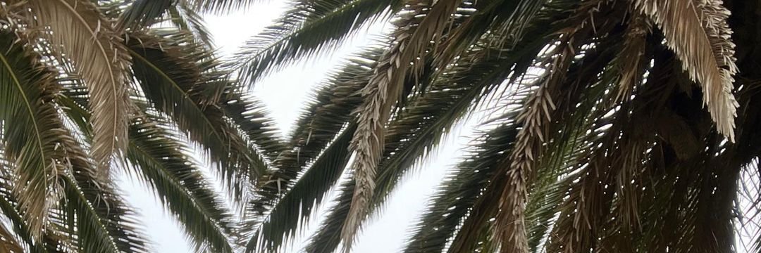 Varroz. banner