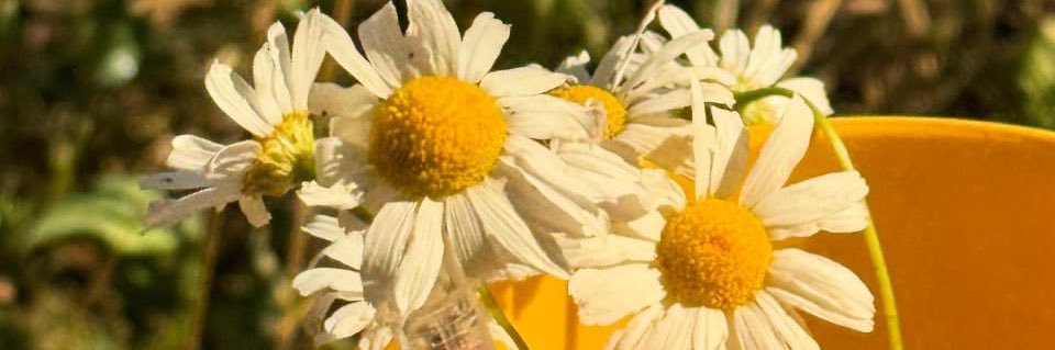 Marta_stratonn's profile banner image