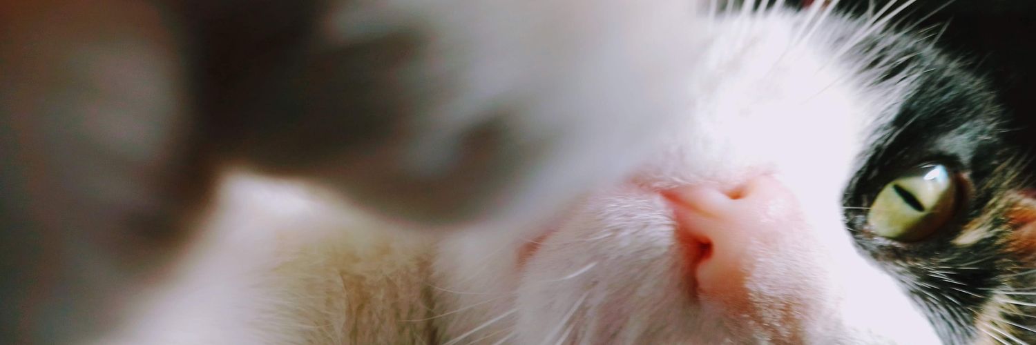 eyllabe's profile banner image