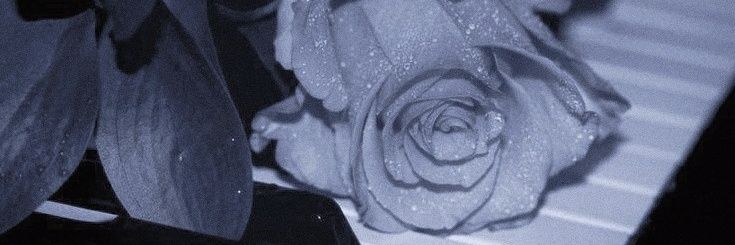 𝐒𝐨𝐫𝐚 🦋 banner