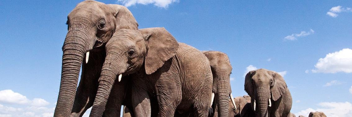 elephant banner