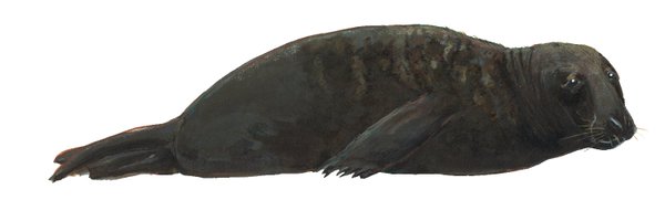 sealsignal Profile Banner