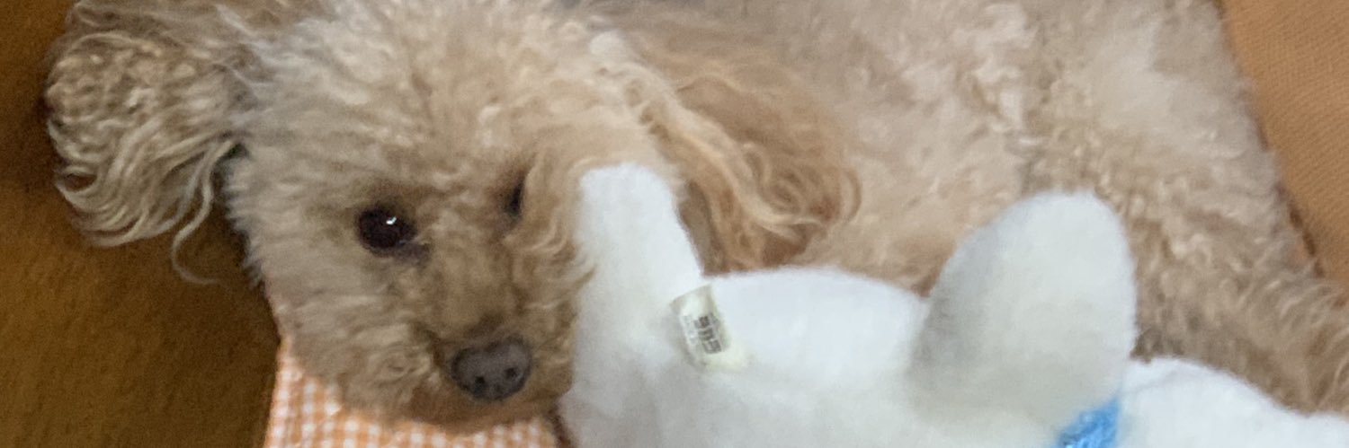 MarioP🌼 banner