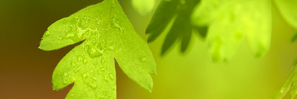 MedCua's profile banner image