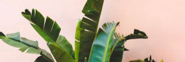 tropicaltrophy's profile banner image