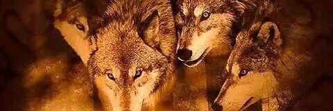 Debra Smessaert & Sunshine 🐶 banner