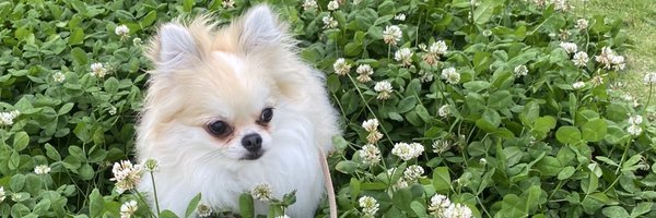 __merumermerume Profile Banner