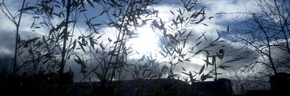 shruti_talashi's profile banner image