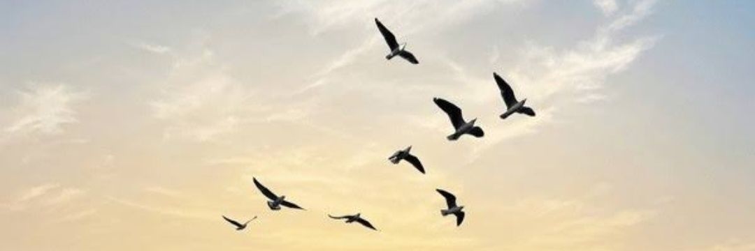 hilwayako's profile banner image