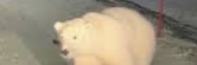 acervolukkulAA's profile banner image