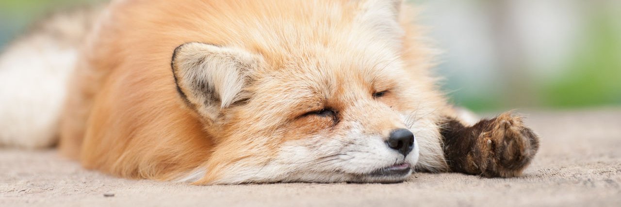 kokuri_fox's profile banner image