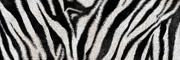 Lil Nissan Jessica banner