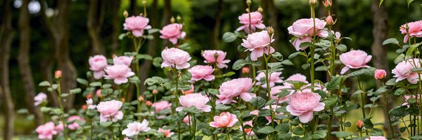 DAustinRoses Profile Banner