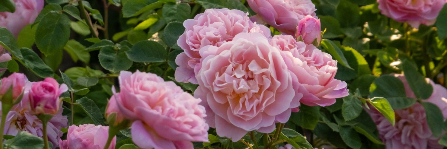 DAustinRoses's profile banner image