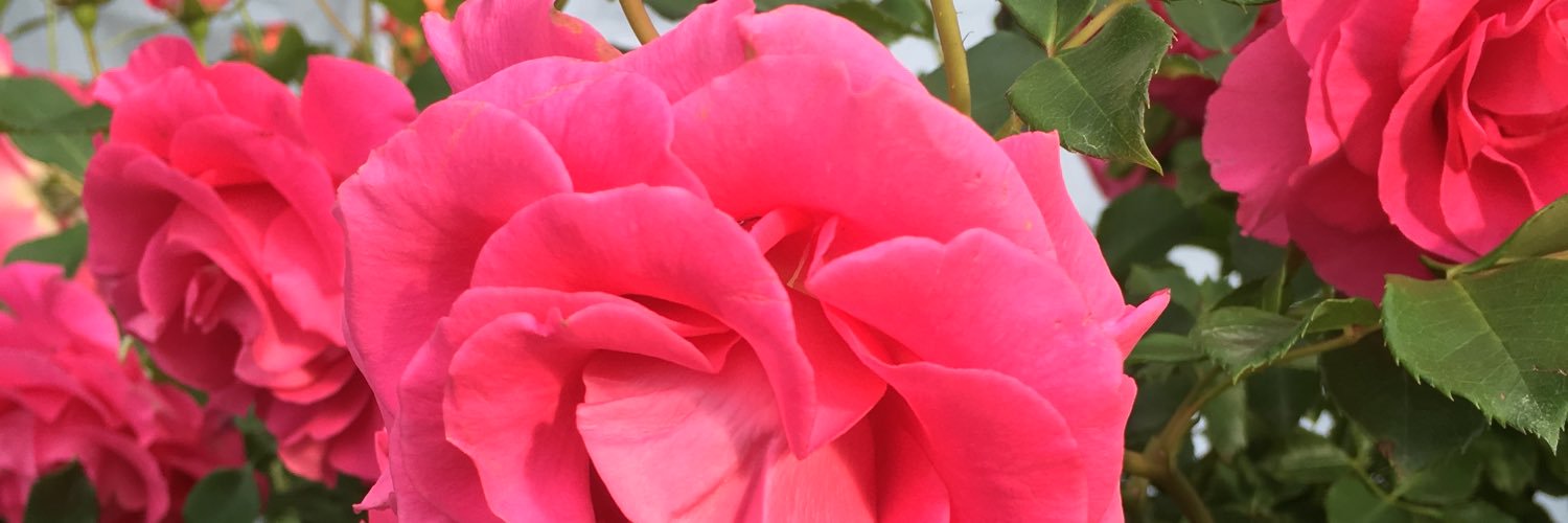 KiChf's profile banner image