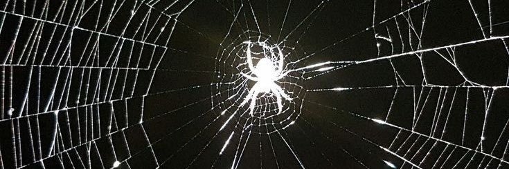 vinnie ✞ 𓉸ྀི of shedtwt banner