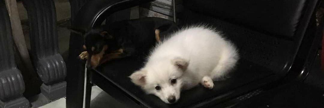 Koya_Eron's profile banner image