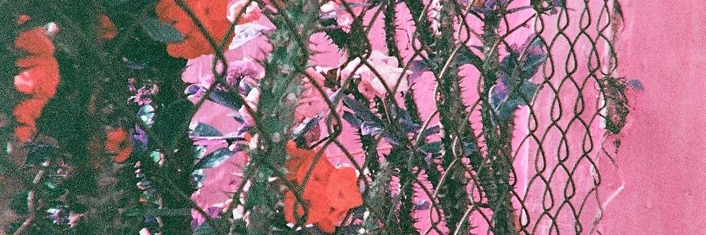 Ilaria Polsonetti banner