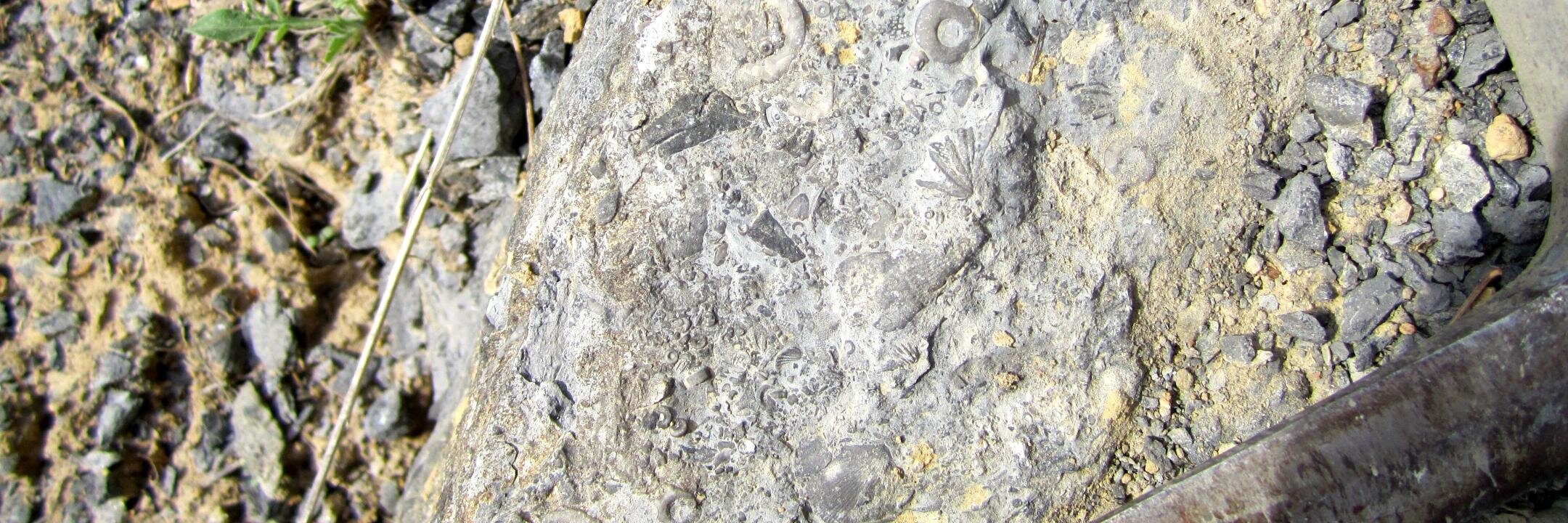 The Paleontological Society banner