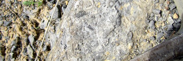 PaleoSoc Profile Banner