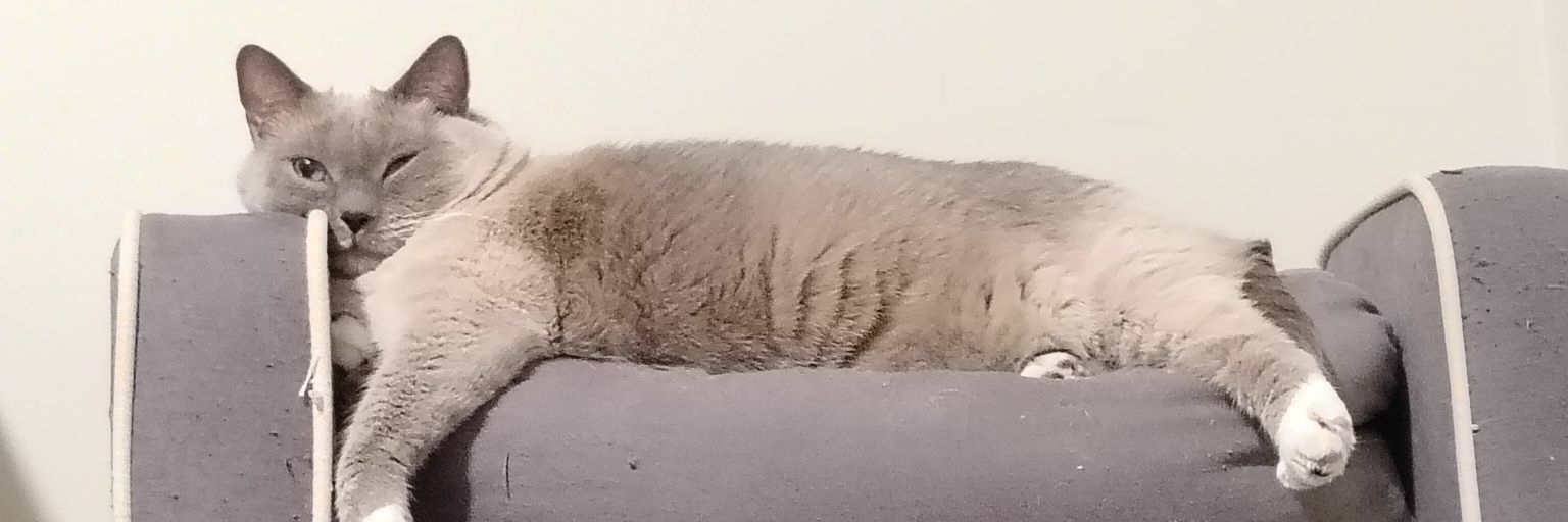 Ember Eve Nightfall banner