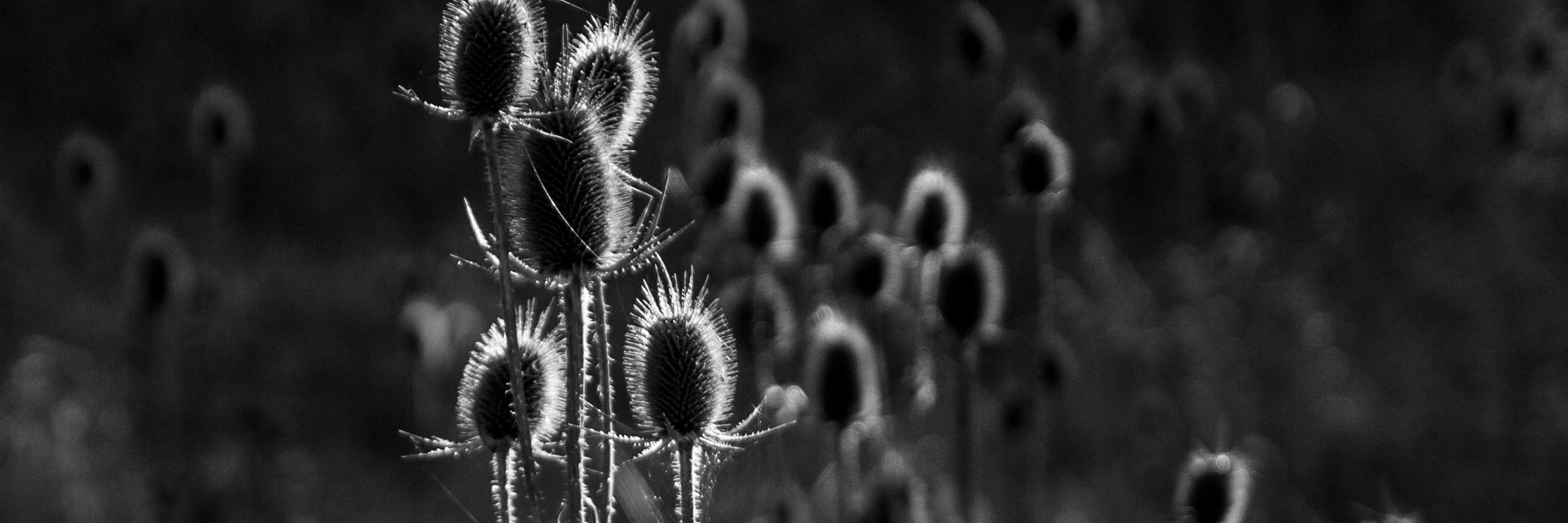 Efsane_Photo's profile banner image