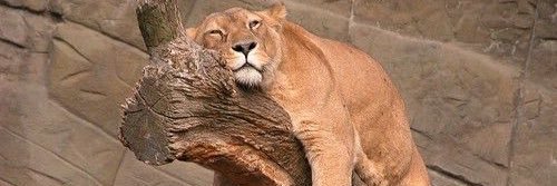 cthinggaard's profile banner image