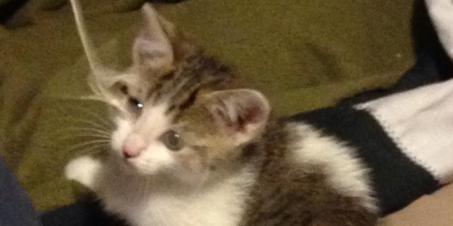 JTristesse's profile banner image