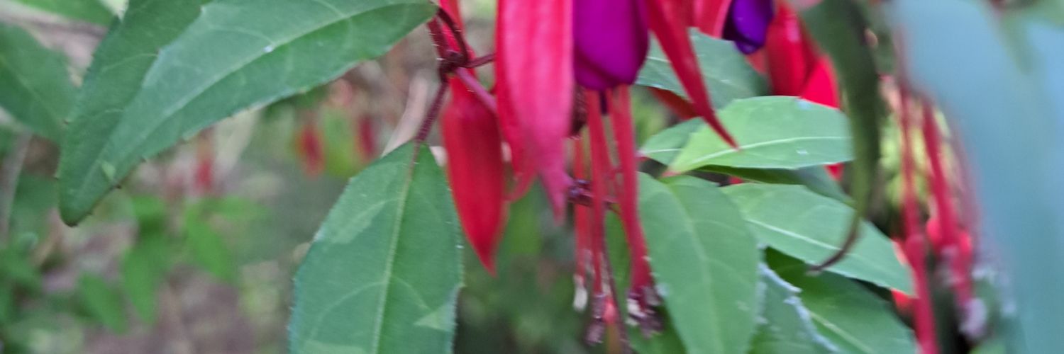GracielaLG🍉 banner
