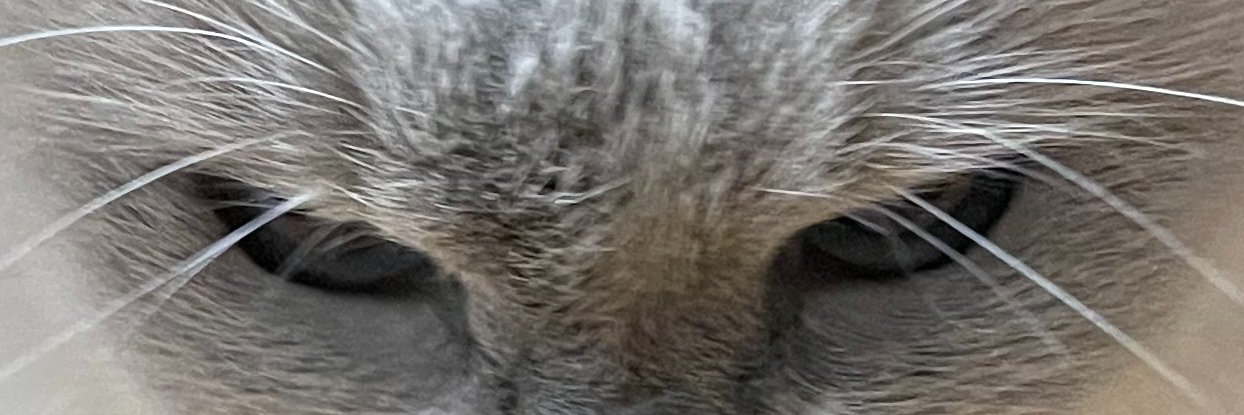 sinrin_VRC's profile banner image