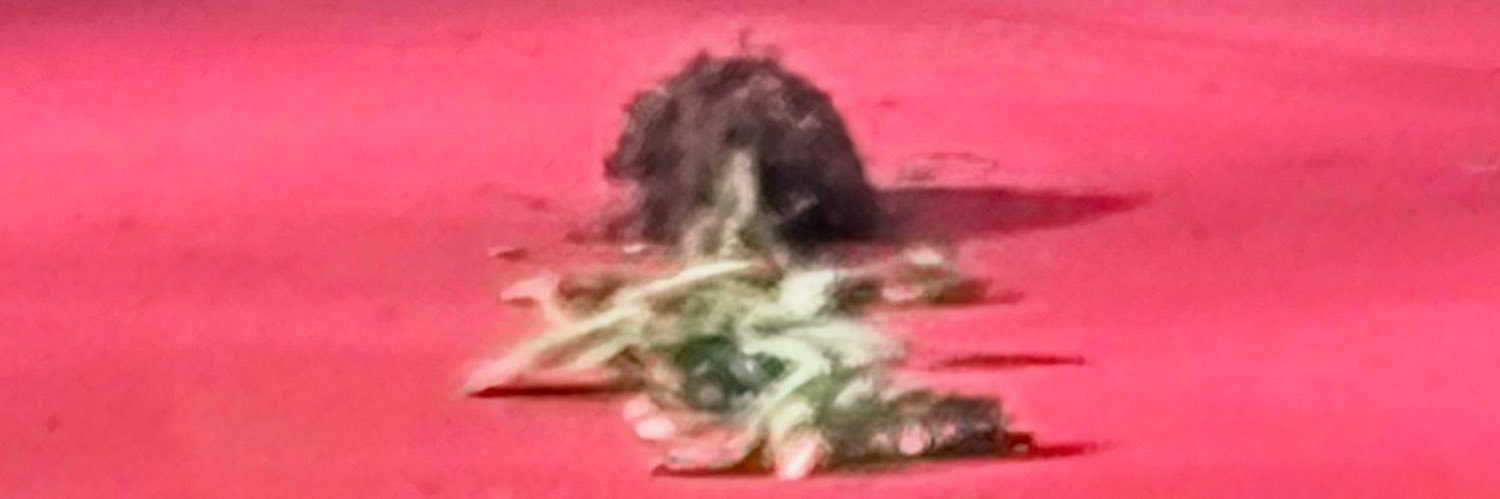 El Feo banner