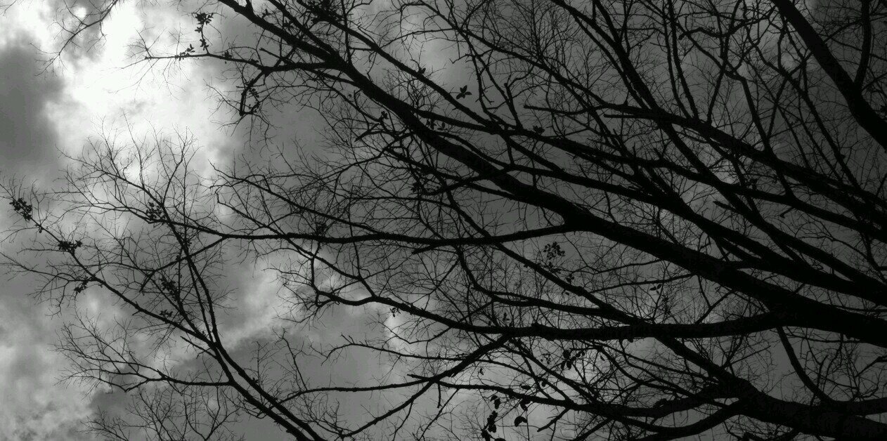 bertinambar's profile banner image
