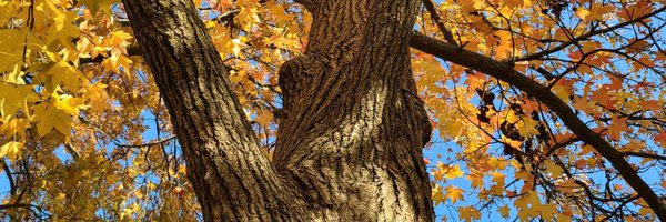 sillymost Profile Banner