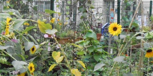 sandrinemees's profile banner image