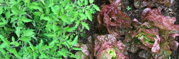 BhoggOrg Profile Banner