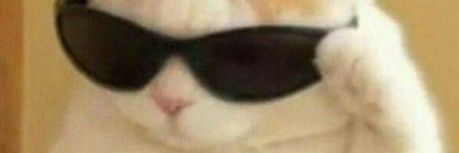 cvitoloni's profile banner image