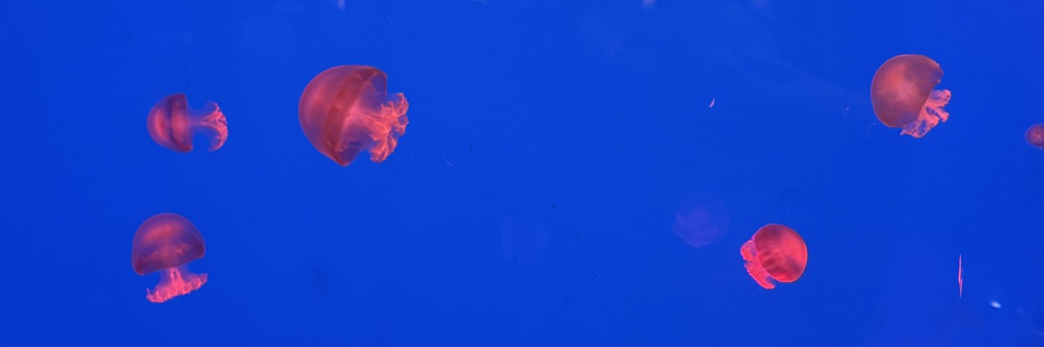 fernandezlu2's profile banner image