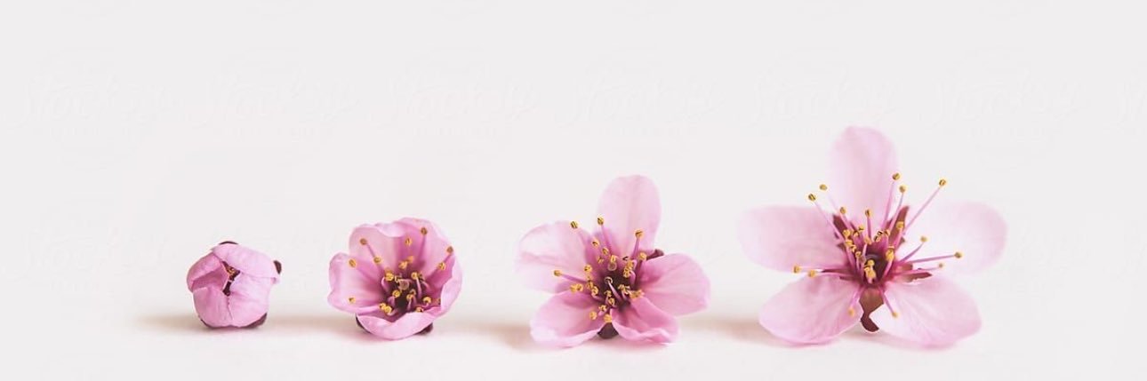 Mila Bloom banner