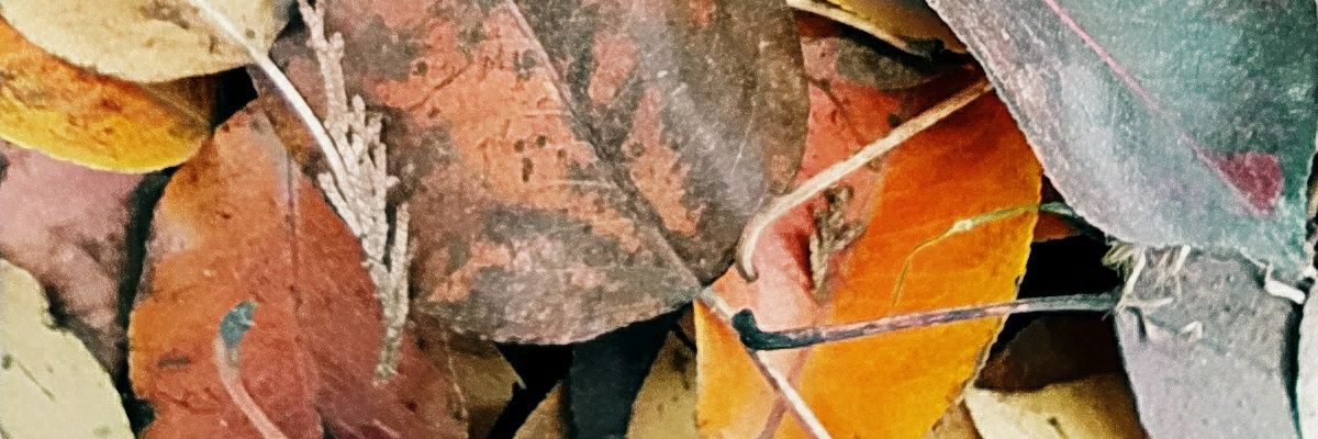 ibaldr's profile banner image