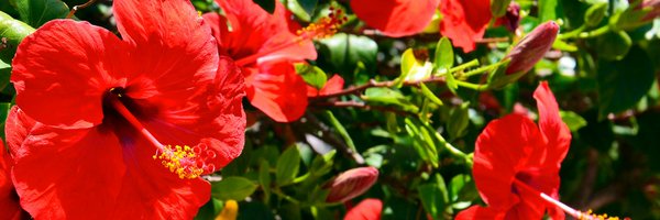 pepperkazthing Profile Banner