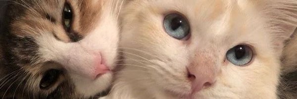 zeytinhanimm Profile Banner