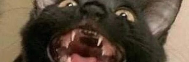 mrwolf banner