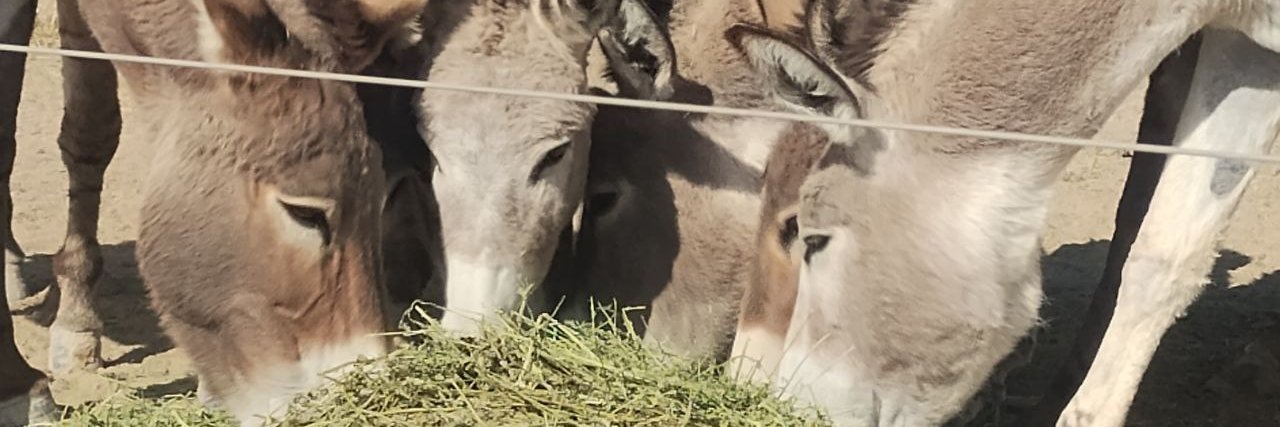 Talking Asses banner