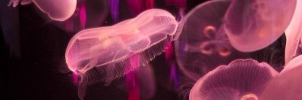 UnluckyFire Profile Banner